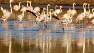 "Doğanın İzinde - Alaçatı Sulak Alanında"