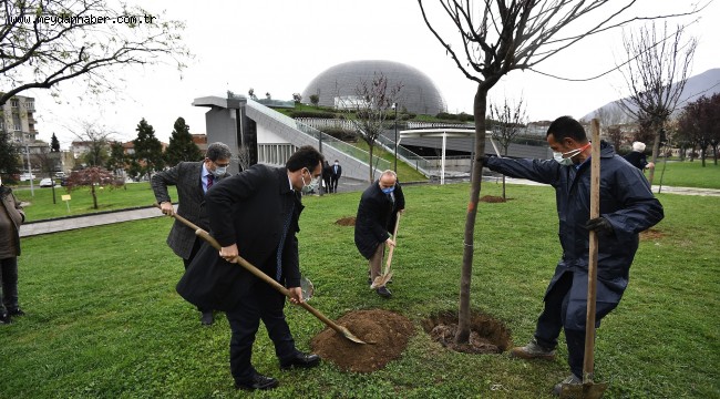 Erguvanlar baharı müjdeleyecek