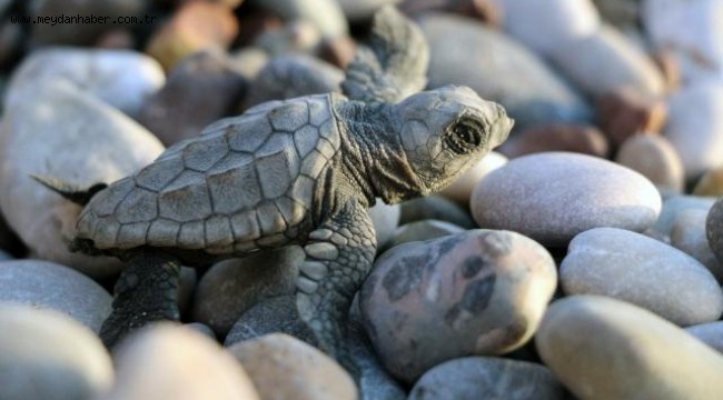 İklim değişikliği caretta carettaları tehdit ediyor