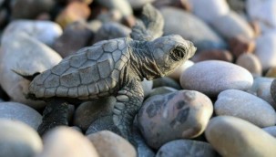 İklim değişikliği caretta carettaları tehdit ediyor