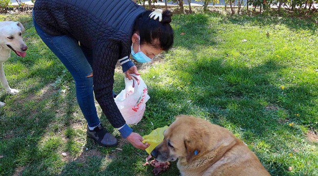 Karşıyaka Belediyesi'nden bir ilk: Sokak köpekleri rehabilite edilecek