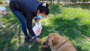 Karşıyaka Belediyesi'nden bir ilk: Sokak köpekleri rehabilite edilecek