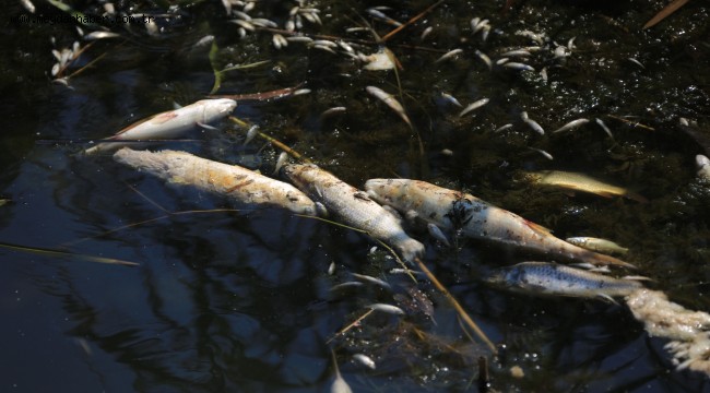 KÜÇÜK MENDERES'İN KURTULUŞ MÜJDESİ BÜYÜK BİR UMUT YARATTI!