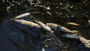 KÜÇÜK MENDERES'İN KURTULUŞ MÜJDESİ BÜYÜK BİR UMUT YARATTI!