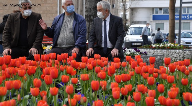 Laleler görsel şölen sunuyor