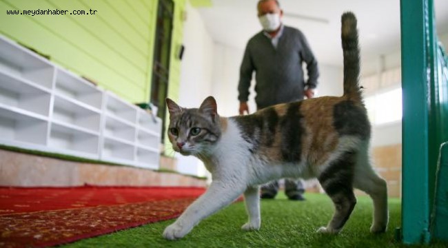 Şeref Dede yardıma muhtaç kedilere mescitte bakıyor