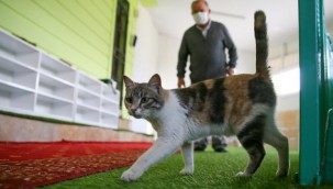 Şeref Dede yardıma muhtaç kedilere mescitte bakıyor