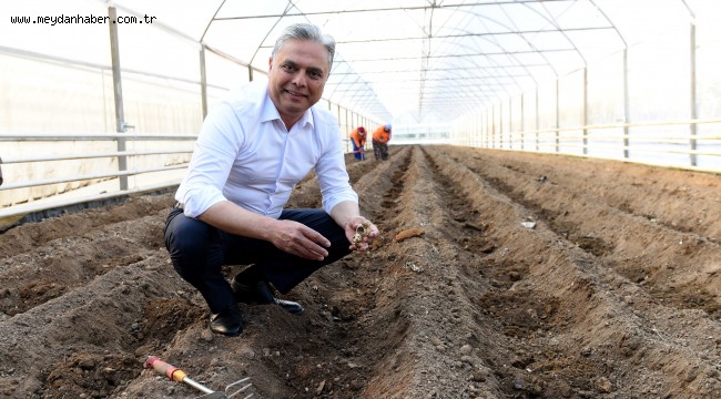 Şifa kaynağı zencefil Muratpaşa'da üretiliyor