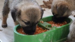 SOKAK HAYVANLARI BAKIMEVİNİN KANATLARI ALTINDA