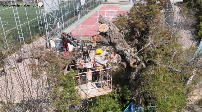Tarihi ağaçlara kapsamlı bakım çalışması