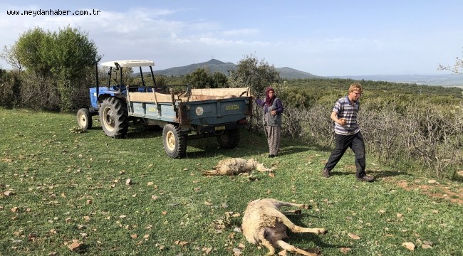 Uşak'ta merada otlayan 80 koyun telef oldu