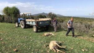 Uşak'ta merada otlayan 80 koyun telef oldu