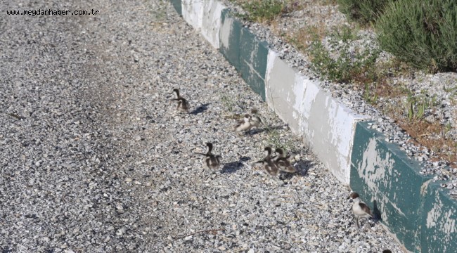 ANGUT KUŞLARININ BAYRAM GEZİSİ