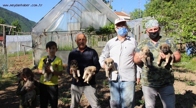 ARTVİN BELEDİYESİ, ANNELERİ VEFAT EDEN 7 YAVRU KÖPEĞE SAHİP ÇIKTI