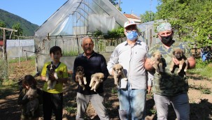 ARTVİN BELEDİYESİ, ANNELERİ VEFAT EDEN 7 YAVRU KÖPEĞE SAHİP ÇIKTI