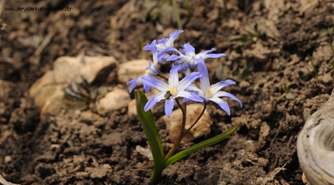 Babadağ'da yeni bir bitki türü "Denizli Sümbülü"