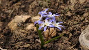 Babadağ'da yeni bir bitki türü "Denizli Sümbülü"