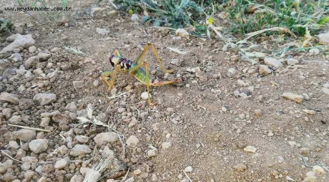 Batman'da 20 santimetre uzunluğunda etçil çekirgeye rastlandı