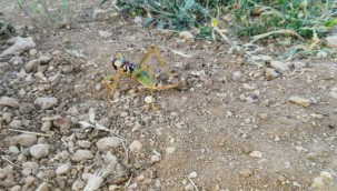 Batman'da 20 santimetre uzunluğunda etçil çekirgeye rastlandı