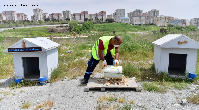 BEYLİKDÜZÜ BELEDİYESİ'NDEN SOKAK HAYVANLARI İÇİN GÜNDE 4 TON MAMA