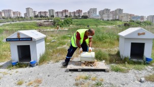 BEYLİKDÜZÜ BELEDİYESİ'NDEN SOKAK HAYVANLARI İÇİN GÜNDE 4 TON MAMA