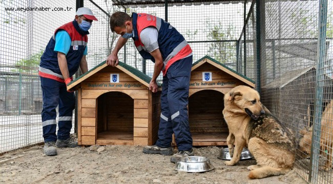 BÜYÜKŞEHİR'DEN SOKAK HAYVANLARI İÇİN SICAK YUVA