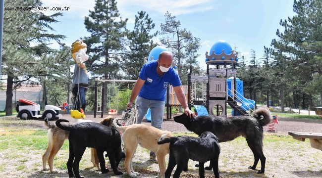 BÜYÜKŞEHİR TAM KAPANMA SÜRECİNDE SOKAK HAYVANLARINA 100 TON BESİN DESTEĞİ SAĞLAYACAK