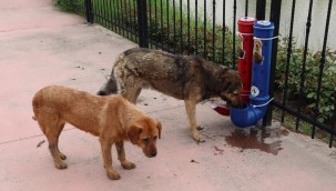 CAN DOSTLAR İÇİN MAMA SEFERBERLİĞİ