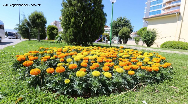 EFELER ÇİÇEK AÇTI