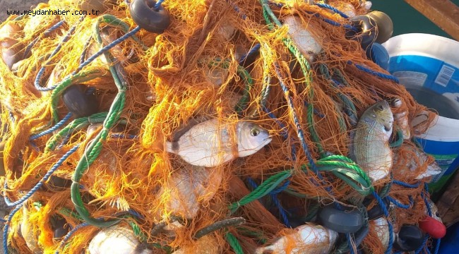 Foça'da Yumurtalı İsparoz bolluğu