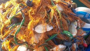 Foça'da Yumurtalı İsparoz bolluğu