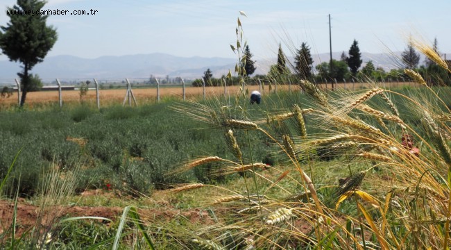 HATAY'IN DÖRT BİR YANINI LAVANTA KOKUSU SARACAK