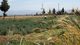 HATAY'IN DÖRT BİR YANINI LAVANTA KOKUSU SARACAK