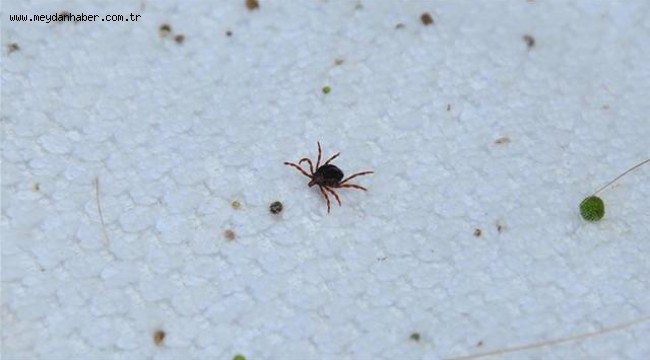 Kastamonu'da kene ısırması can aldı