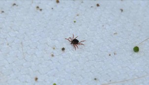 Kastamonu'da kene ısırması can aldı