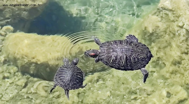NESLİ TÜKENEN FIRAT KAPLUMBAĞASI BEYLİKDÜZÜ'NDE BULUNDU