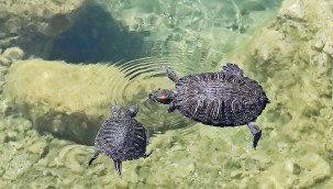 NESLİ TÜKENEN FIRAT KAPLUMBAĞASI BEYLİKDÜZÜ'NDE BULUNDU