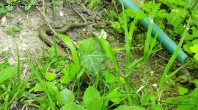 Ordu'da fındık bahçelerinde yılanlar görülmeye başladı