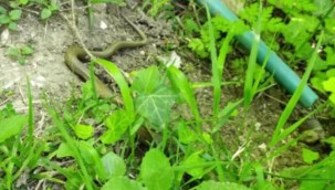 Ordu'da fındık bahçelerinde yılanlar görülmeye başladı