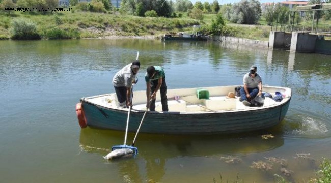 Porsuk Çayı'nda poşette ölü köpek bulundu