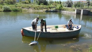 Porsuk Çayı'nda poşette ölü köpek bulundu