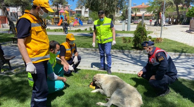 SOKAK HAYVANLARI EKİBİ BURHANİYE'DE ÇALIŞIYOR
