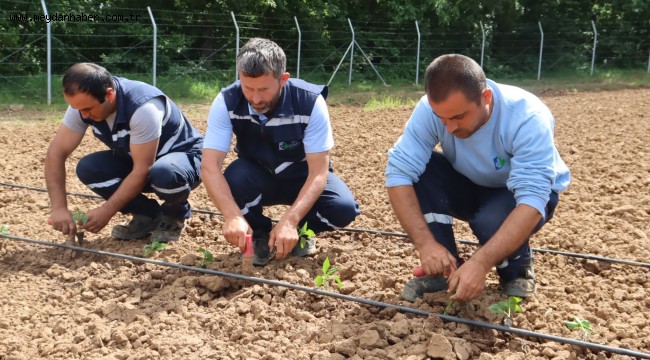 Tarımsal Üretim Bahçesi'nde yazlık fideler toprakla buluştu