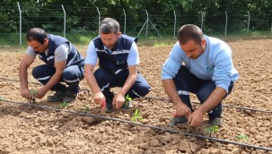 Tarımsal Üretim Bahçesi'nde yazlık fideler toprakla buluştu