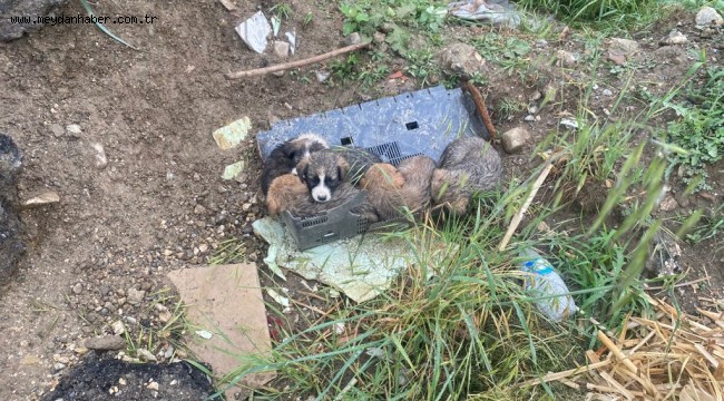 YAVRU KÖPEKLER SAHİPLENİLDİ