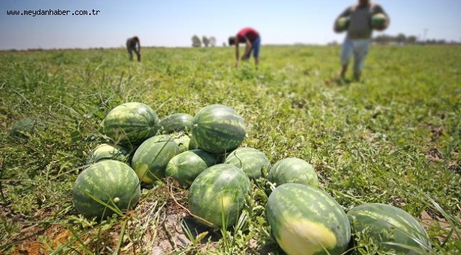 Adana karpuzu ihraç edildiği 8 ülkede ağızları tatlandırıyor