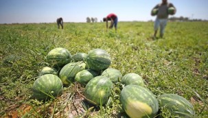 Adana karpuzu ihraç edildiği 8 ülkede ağızları tatlandırıyor