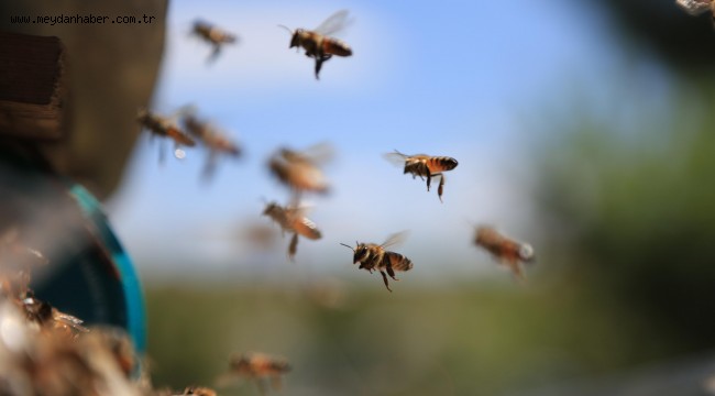 ARICILIK AKADEMİSİ'NDE EĞİTİMLER BAŞLIYOR: HEDEF ANKARA BALINDA SÖZLEŞMELİ ÜRETİCİLİK MODELİNE GEÇMEK