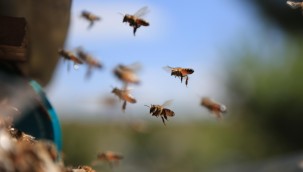 ARICILIK AKADEMİSİ'NDE EĞİTİMLER BAŞLIYOR: HEDEF ANKARA BALINDA SÖZLEŞMELİ ÜRETİCİLİK MODELİNE GEÇMEK