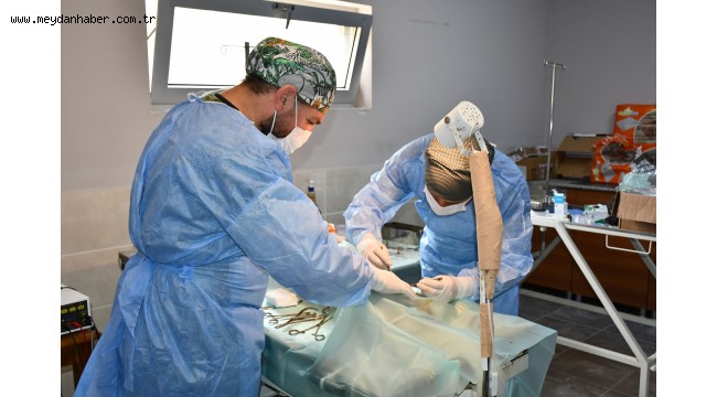 ARTVİN BELEDİYESİ SOKAK HAYVANLARINI KISIRŞLAŞTIRMAYA DEVAM EDİYOR